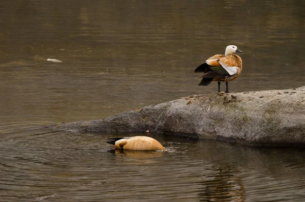 Pair Ruddy Shelducks Tadorna Ferruginea Tecina San Sebastian Gomera Gomera — Stock fotografie