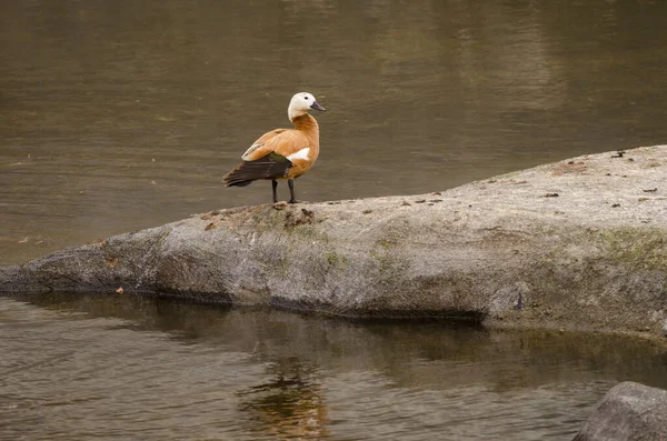 Ruddy Shelduck Tadorna Ferruginea Tecina San Sebastian Gomera Gomera Canary — Stock fotografie