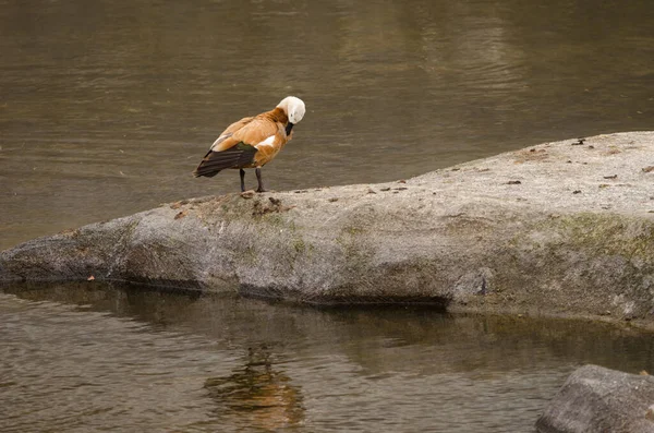 Ruddy Shelduck Tadorna Ferruginea Preening Tecina San Sebastian Gomera Gomera — Stock fotografie