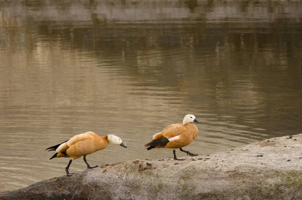 Pair Ruddy Shelducks Tadorna Ferruginea Tecina San Sebastian Gomera Gomera — Fotografia de Stock