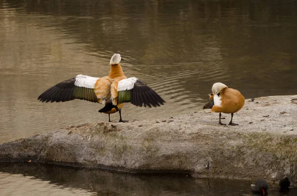 Pair Ruddy Shelducks Tadorna Ferruginea Eurasian Common Moorhen One Its — Stockfoto