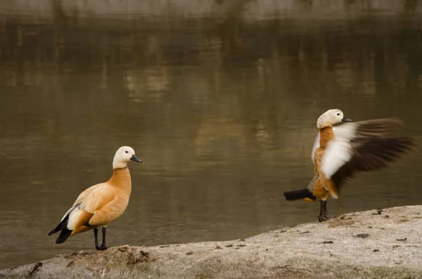 Pair Ruddy Shelducks Tadorna Ferruginea Tecina San Sebastian Gomera Gomera — Stok fotoğraf