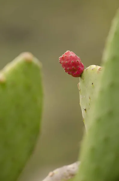 Fruit Woollyjoint Pricklypear Opuntia Tomentosa Agulo Gomera Canary Islands Spain — Stock Photo, Image