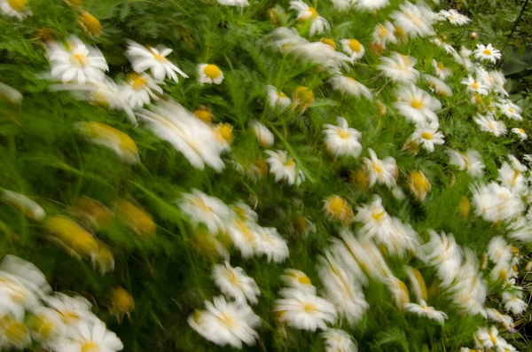 Flowers Argyranthemum Callichrysum Gomerensis Moved Wind Agulo Gomera Canary Islands — Photo
