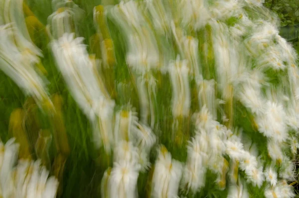 Flores Argyranthemum Callichrysum Gomerensis Movidas Por Viento Agulo Gomera Islas — Foto de Stock