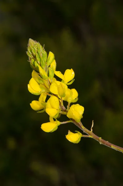 Flores Vaina Plana Canarias Adenocarpus Foliolosus Agulo Gomera Islas Canarias —  Fotos de Stock