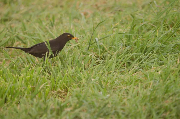 Male Common Blackbird Turdus Merula Cabrerae Food Its Chicks Tecina — Stockfoto
