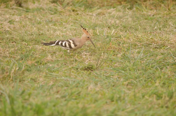 Eurasian Hoopoe Upupa Epops Tecina San Sebastian Gomera Gomera Canary — Stock Photo, Image