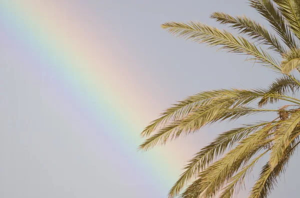 Rainbow and leaves of Canary Island date palm Phoenix canariensis. Tecina. San Sebastian de La Gomera. La Gomera. Canary Islands. Spain.