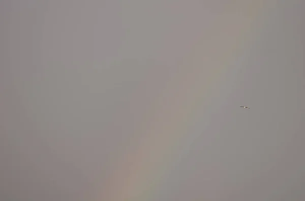 Rainbow Yellow Legged Gull Larus Michaellis Atlantis Flight Tecina San — Stock Photo, Image