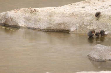 Avrasya tavuğu Gallinula kloropus kloropusu yavrularından birini besliyor. Tecina. La Gomera. Kanarya Adaları. İspanya.