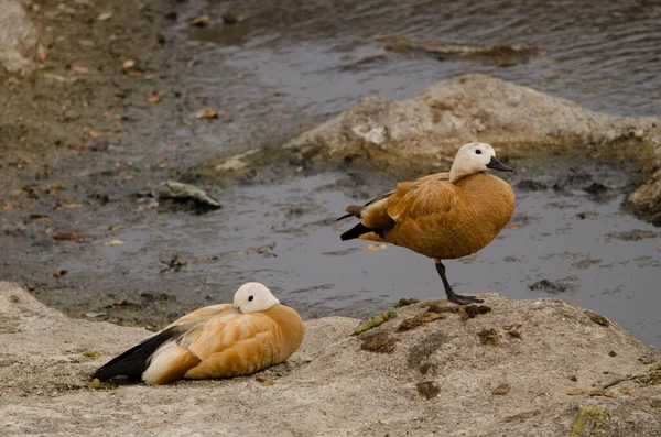 Pair Ruddy Shelducks Tadorna Ferruginea Resting Tecina San Sebastian Gomera — Stockfoto