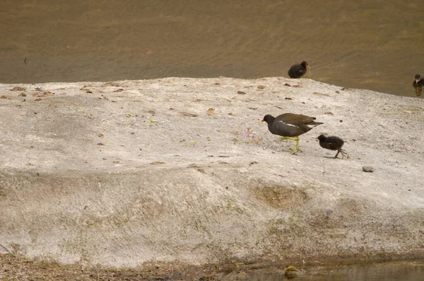 Eurazjatycki Pospolity Wrzosowisko Gallinula Chloropus Chloropus Jego Piskląt Tecina San — Zdjęcie stockowe