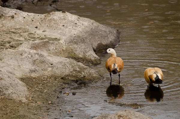 Pair Ruddy Shelducks Tadorna Ferruginea Tecina San Sebastian Gomera Gomera — Stok fotoğraf