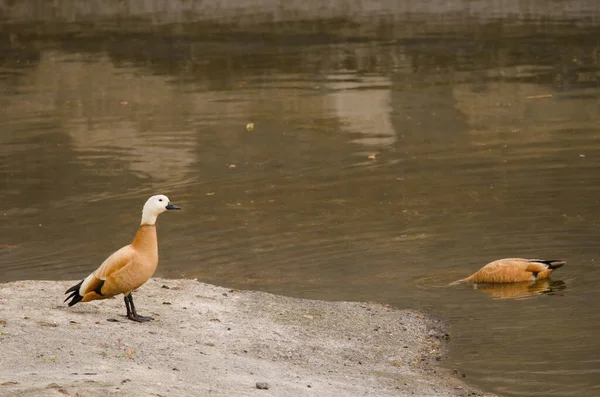 Pair Ruddy Shelducks Tadorna Ferruginea Tecina San Sebastian Gomera Gomera — Fotografia de Stock