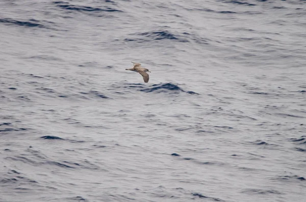 Corys Shearwater Calonectris Borealis Flight Atlantic Ocean Canary Islands Spain — Photo