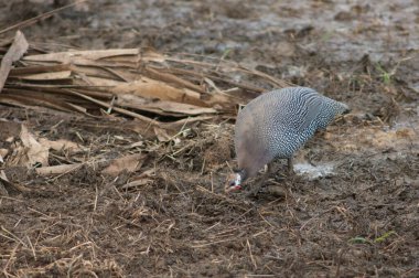 Batı Afrika Gine Baykuşu Numida meleagris galeatus yiyecek arıyor. Niokolo Koba Ulusal Parkı. Tambacounda. Senegal.