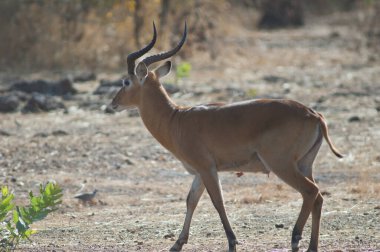 Male Buffons kob Kobus kob kob. Niokolo Koba National Park. Tambacounda. Senegal.