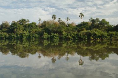 Gambia River in the Niokolo Koba National Park. Tambacounda. Senegal.
