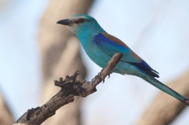 Habeşli roller Coracias Habeşistan 'da bir dalda. Niokolo Koba Ulusal Parkı. Tambacounda. Senegal.