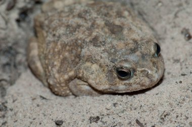 Niokolo Koba Ulusal Parkı 'nda Kurbağa. Tambacounda. Senegal.