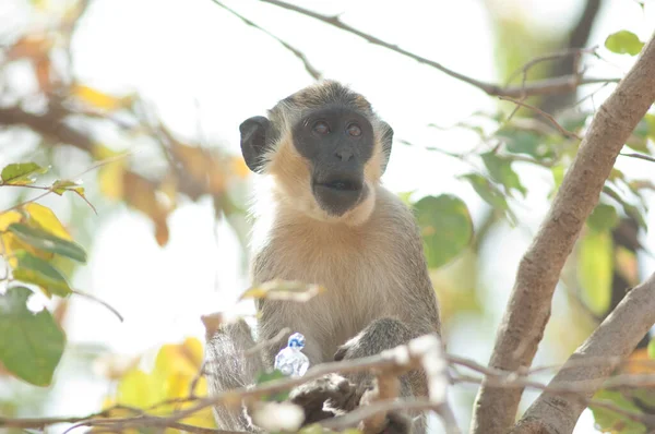 Зелена Мавпа Chlorocebus Sabaeus Їсть Солодке Національний Парк Ніоколо Коба — стокове фото
