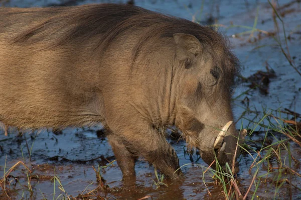 Nolan Warthog Phacochoerus Africanus Africanus Searching Food Niokolo Koba National — Photo