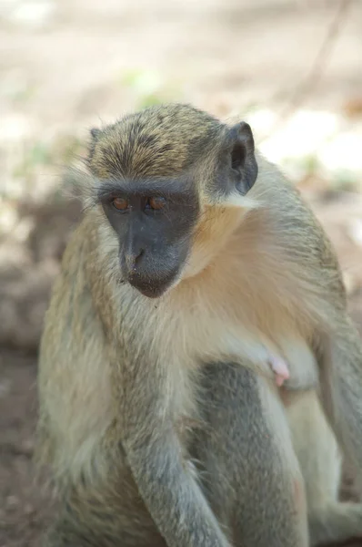 원숭이 Chlorocebus Sabaeus Niokolo Koba National Park 세네갈 — 스톡 사진