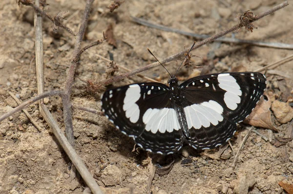 Sailer Butterfly Neptis Niokolo Koba National Park Tambacounda Senegal —  Fotos de Stock