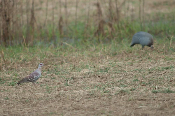 Abyssinian Speckled Pigeon Columba Guinea Guinea Niokolo Koba National Park — Stock Fotó