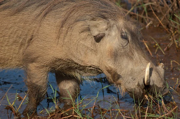 Nolan Warthog Phacochoerus Africanus Africanus Eating Niokolo Koba National Park — Stockfoto