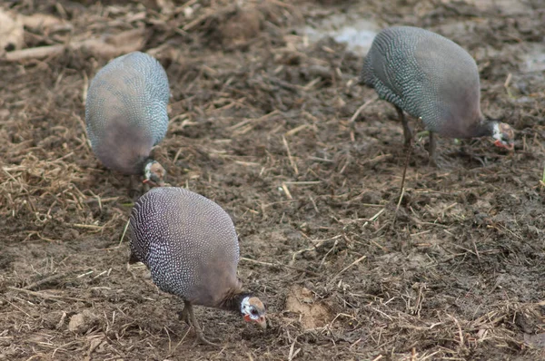 Guineafowl África Occidental Numida Meleagris Galeatus Busca Comida Parque Nacional — Foto de Stock