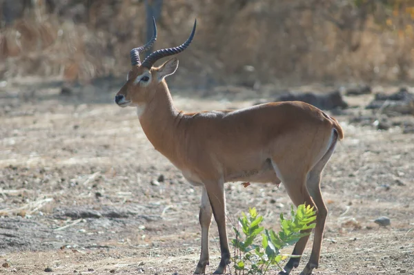 शनल — स्टॉक फ़ोटो, इमेज