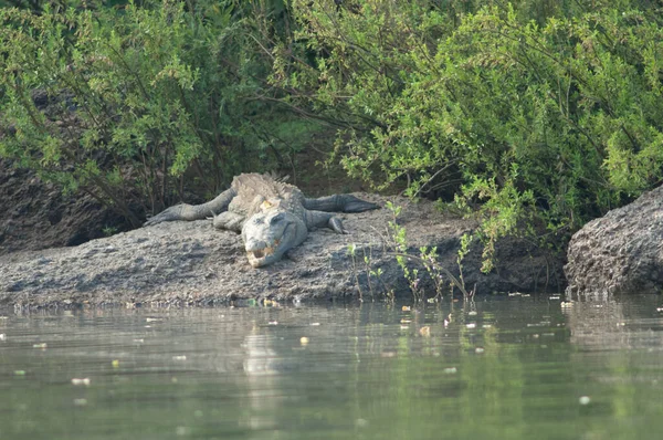 Nile Crocodile Crocodylus Niloticus Gambia River Niokolo Koba National Park — Photo