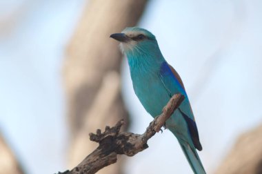 Habeşli roller Coracias Habeşistan 'da bir dalda. Niokolo Koba Ulusal Parkı. Tambacounda. Senegal.