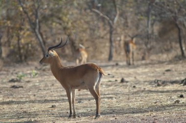 Erkek Buffons kob Kobus kob kob. Niokolo Koba Ulusal Parkı. Tambacounda. Senegal.