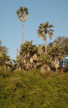 Bank of the Gambia River. Niokolo Koba National Park. Tambacounda. Senegal.