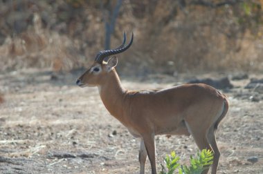 Erkek Buffons kob Kobus kob kob. Niokolo Koba Ulusal Parkı. Tambacounda. Senegal.