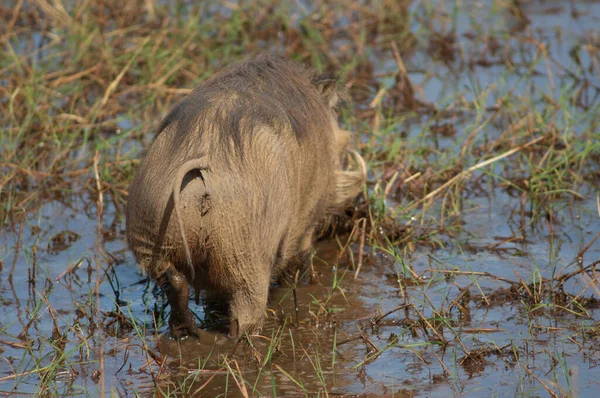 Nolan Warzenschwein Phacochoerus Africanus Africanus Niokolo Koba National Park Tambacounda — Stockfoto