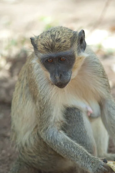 Green Monkey Chlorocebus Sabaeus Niokolo Koba National Park Tambacounda Senegal — Foto Stock