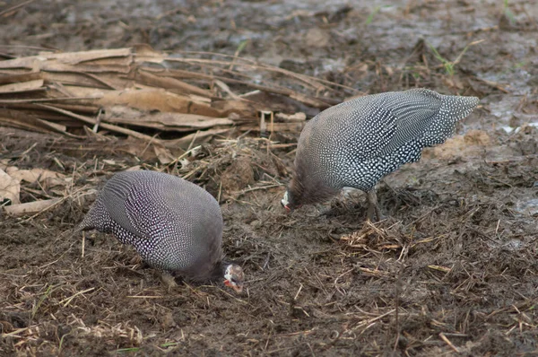 West African Guineafowl Numida Meleagris Galeatus Searching Food Niokolo Koba — Φωτογραφία Αρχείου