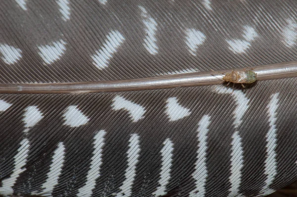 Hemiptera Feather West African Guineafowl Numida Meleagris Galeatus Niokolo Koba — 图库照片