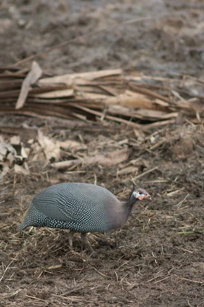 West African Guineafowl Numida Meleagris Galeatus Niokolo Koba National Park — Stock Photo, Image