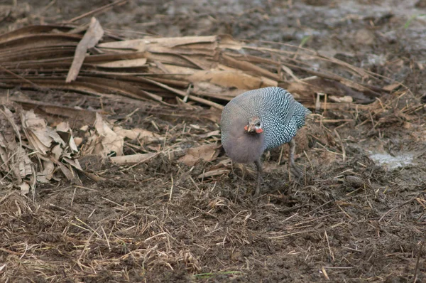 West African Guineafowl Numida Meleagris Galeatus Searching Food Niokolo Koba — Zdjęcie stockowe