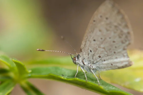 Motýl Lycaenidae Listu Národní Park Niokolo Koba Tambacounda Senegal — Stock fotografie