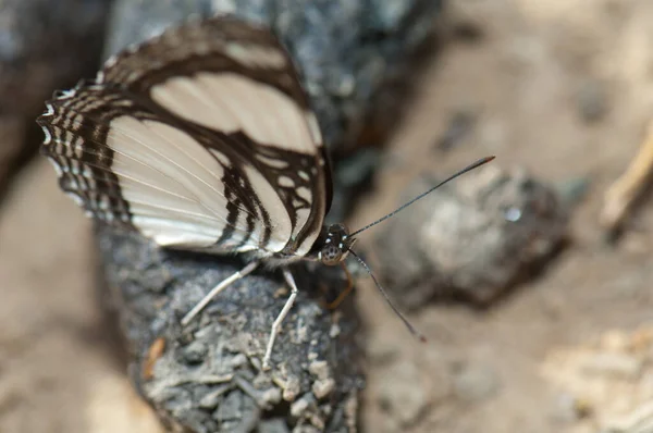 Sailer Butterfly Neptis Sucking Salts Animal Excrement Niokolo Koba National —  Fotos de Stock