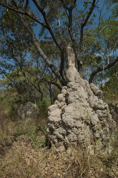 Termite Mound Niokolo Koba National Park Tambacounda Senegal —  Fotos de Stock