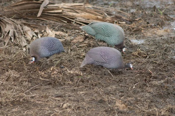 West African Guineafowl Numida Meleagris Galeatus Searching Food Niokolo Koba — Zdjęcie stockowe