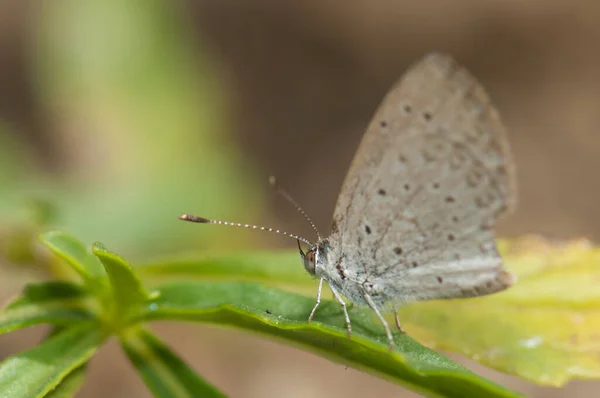 Papillon Ailes Gossamer Sur Une Feuille Parc National Niokolo Koba — Photo