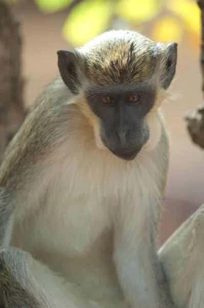 Green Monkey Chlorocebus Sabaeus Niokolo Koba National Park Tambacounda Senegal — Foto Stock
